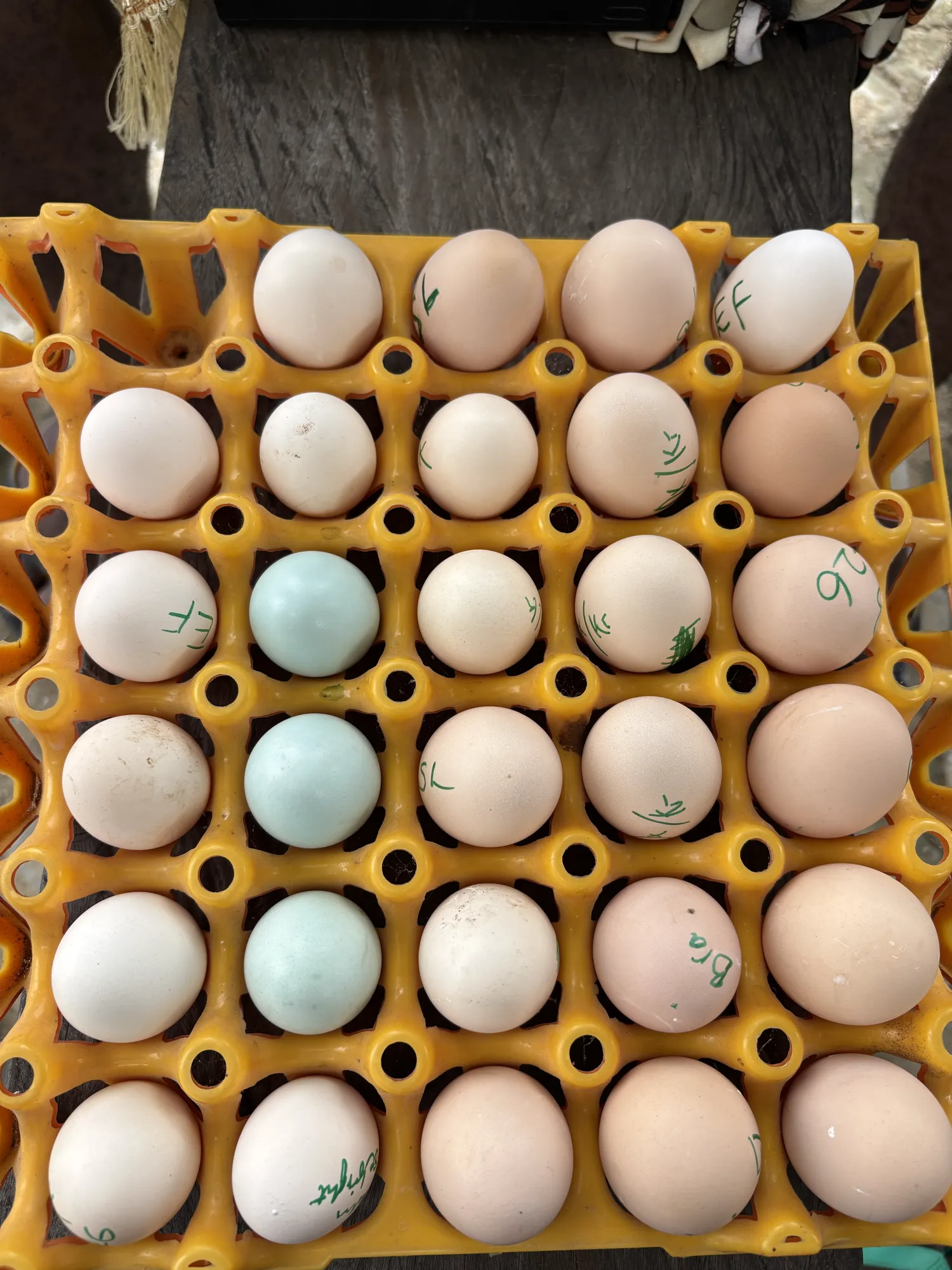 Fertile eggs