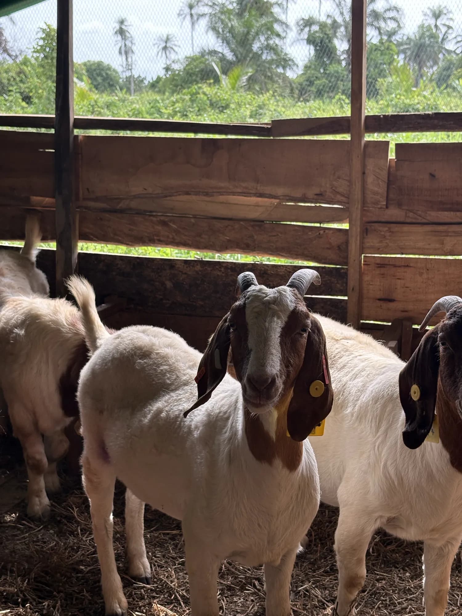 General livestock sourcing